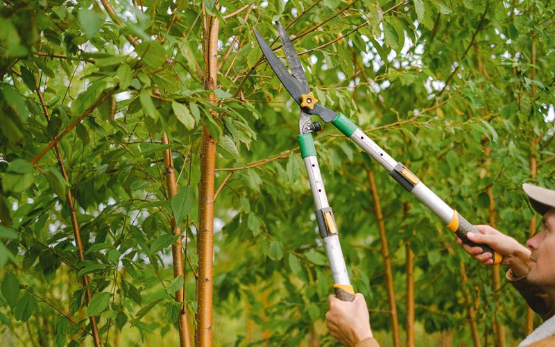Tree trimming in Morley, IA